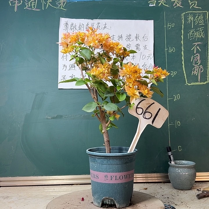 完全开放重瓣黄661