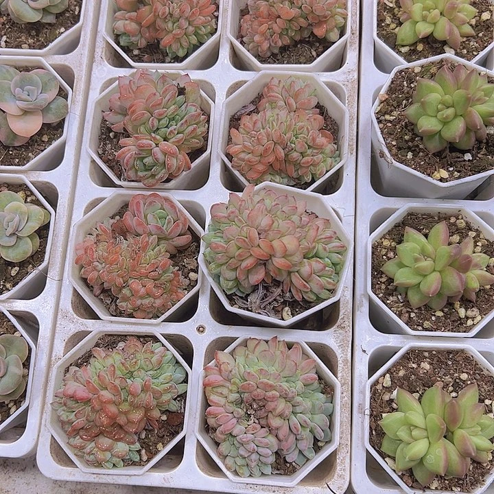 粉珍妮缀化19包邮多肉植物