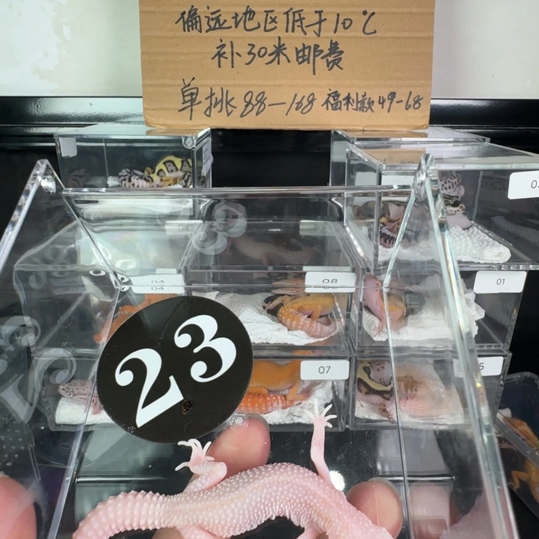 豹纹守宫超级雪花红眼暴龙