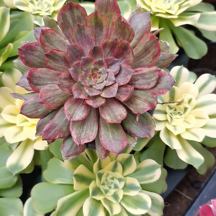 半夏法师单头苗福利5-6