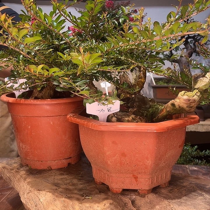 少量花朵（建议范围：2朵-5朵 或40%以下）