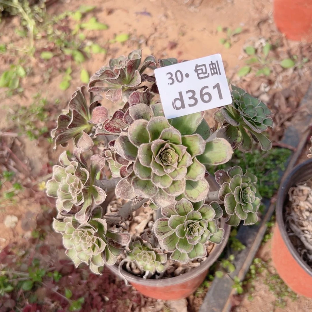 361拉丝锦多肉法师