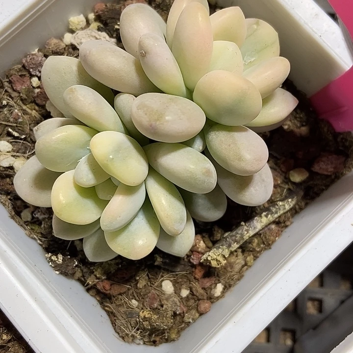 多肉植物洛神锦71