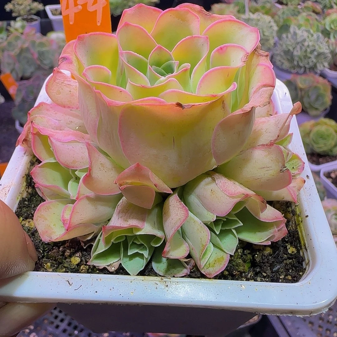 雪姬 非偏远包邮玻璃心慎拍