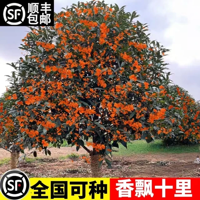 桂花树苗庭院地栽金桂丹桂原生桂树大树苗植物浓香花卉四季桂常青