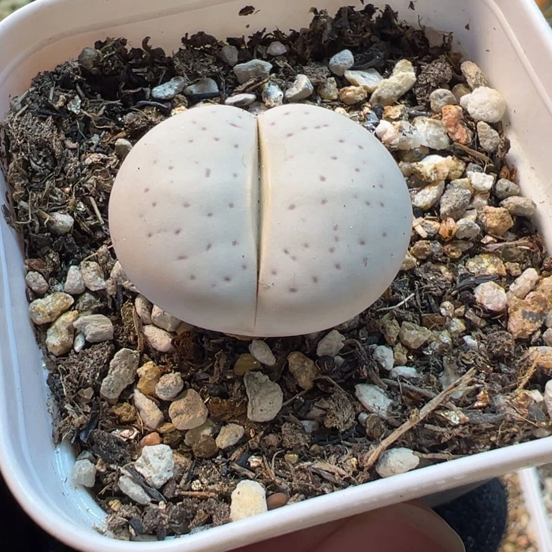 536多肉植物种类多样