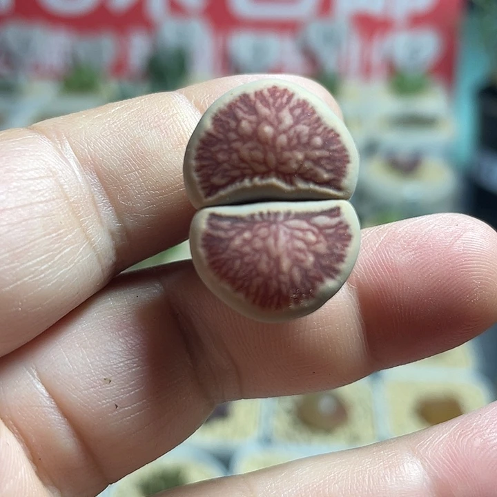 佳人园艺上福利啦菊477