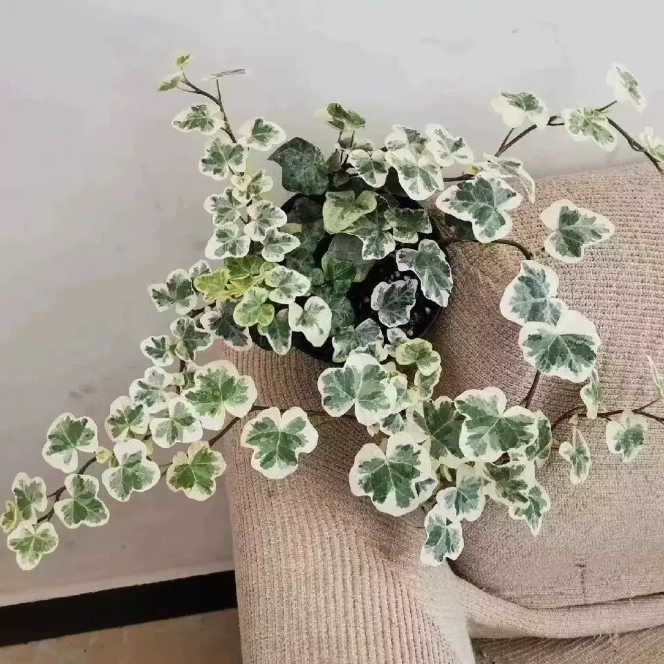 雪莹室内喜阴耐阴植物好养活常春藤进口稀有爬藤观叶植物室送肥料
