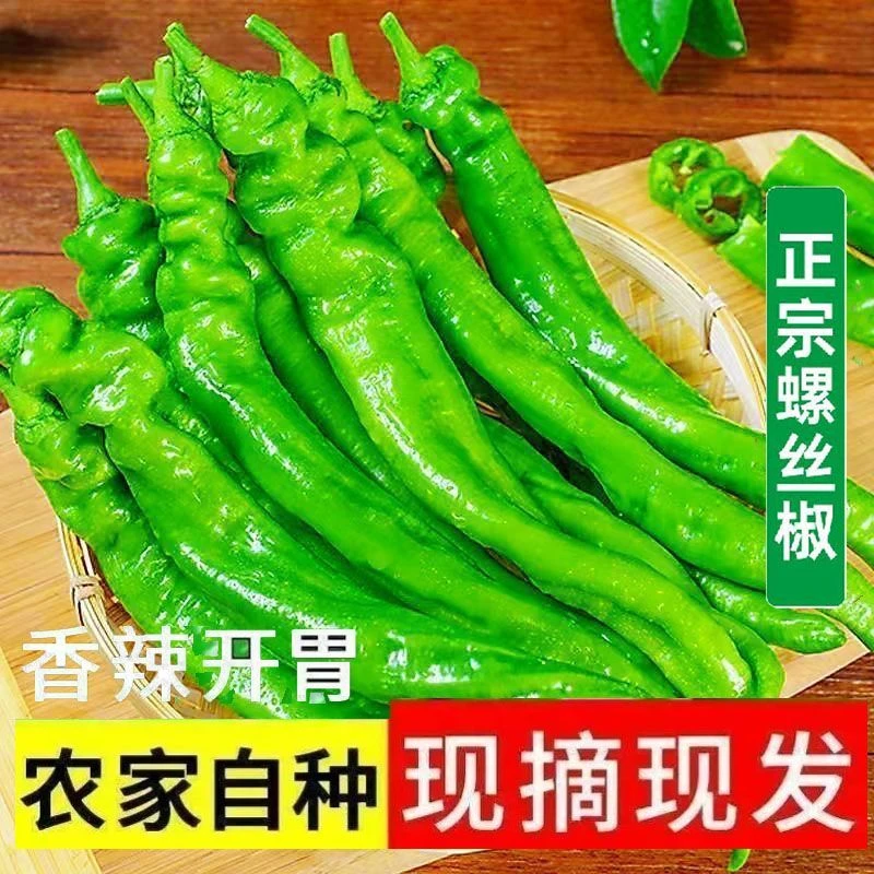 新鲜蔬菜现摘螺丝椒薄皮微中辣青椒农家自种当季蔬菜现摘现发