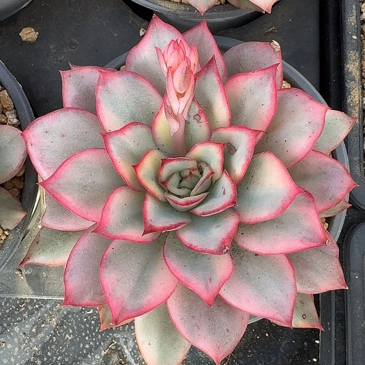 月光女神量拍，多肉锦