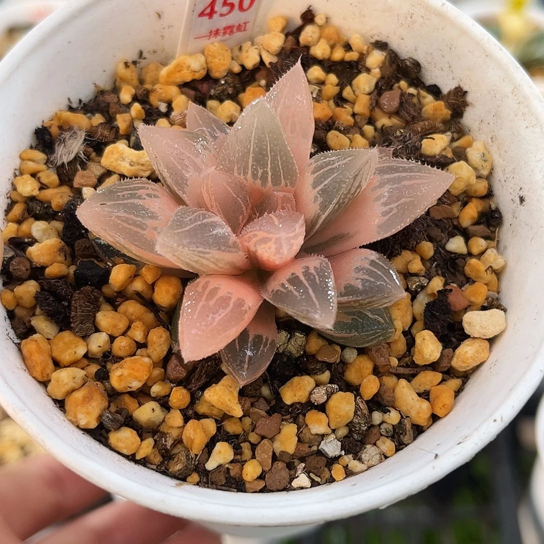 450糊斑冰沙塘寿锦