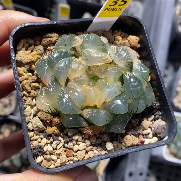 35号实生玉露糊斑湖水
