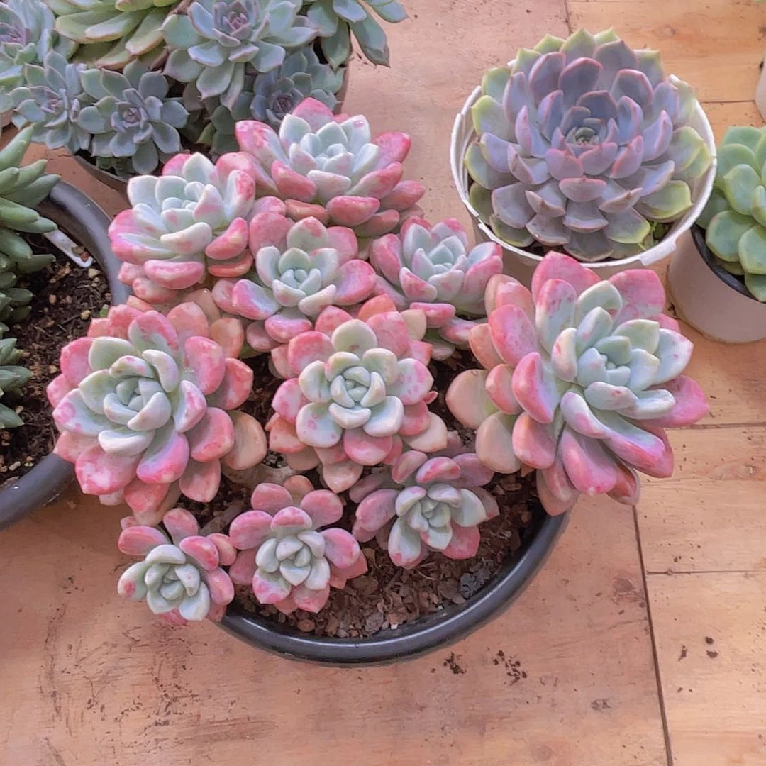 无***生0000000000000311