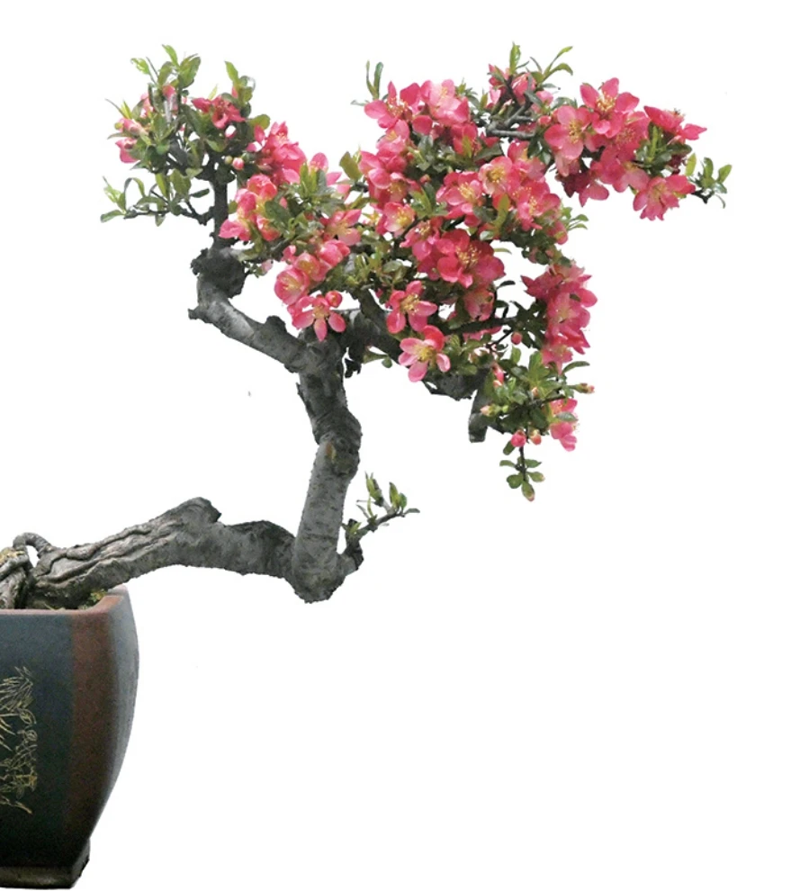 【木瓜花梨/绚丽海棠】木瓜树多年生好养活木本
