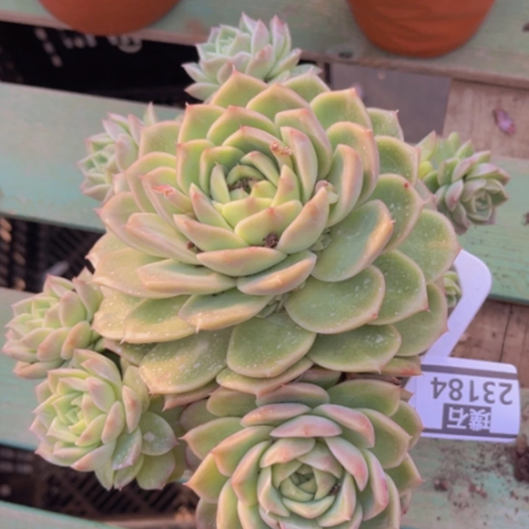 【闪购商品】度**忧麦秆23184