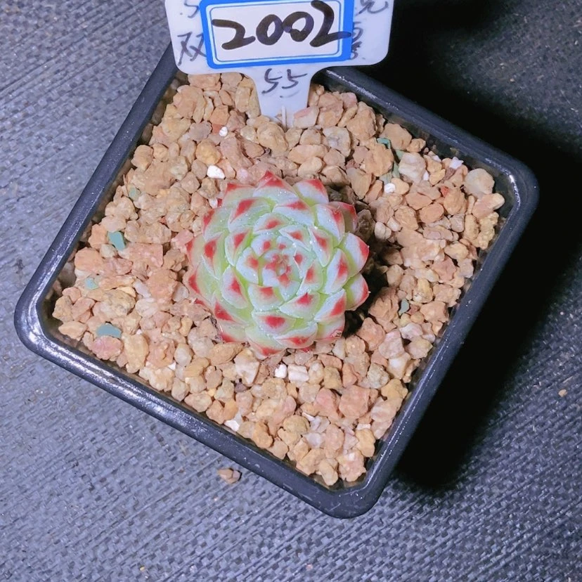 【闪购商品】但**事2002