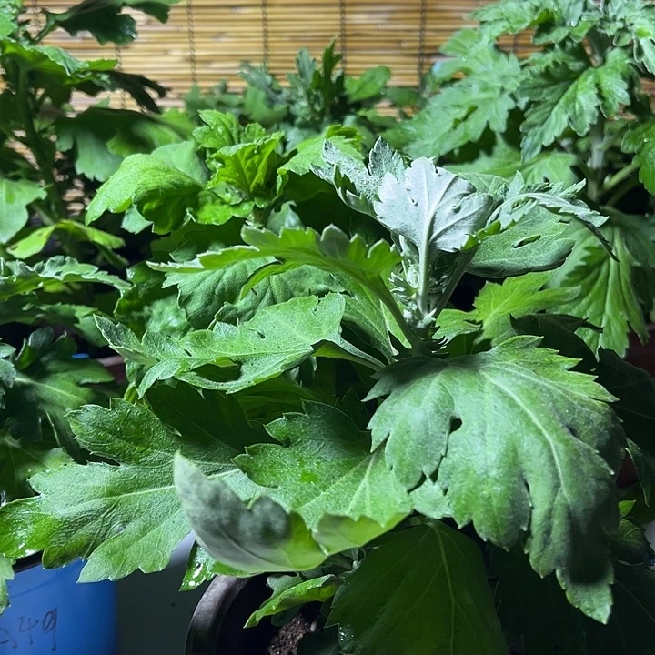 当前无花朵，栽培后可花朵流霞