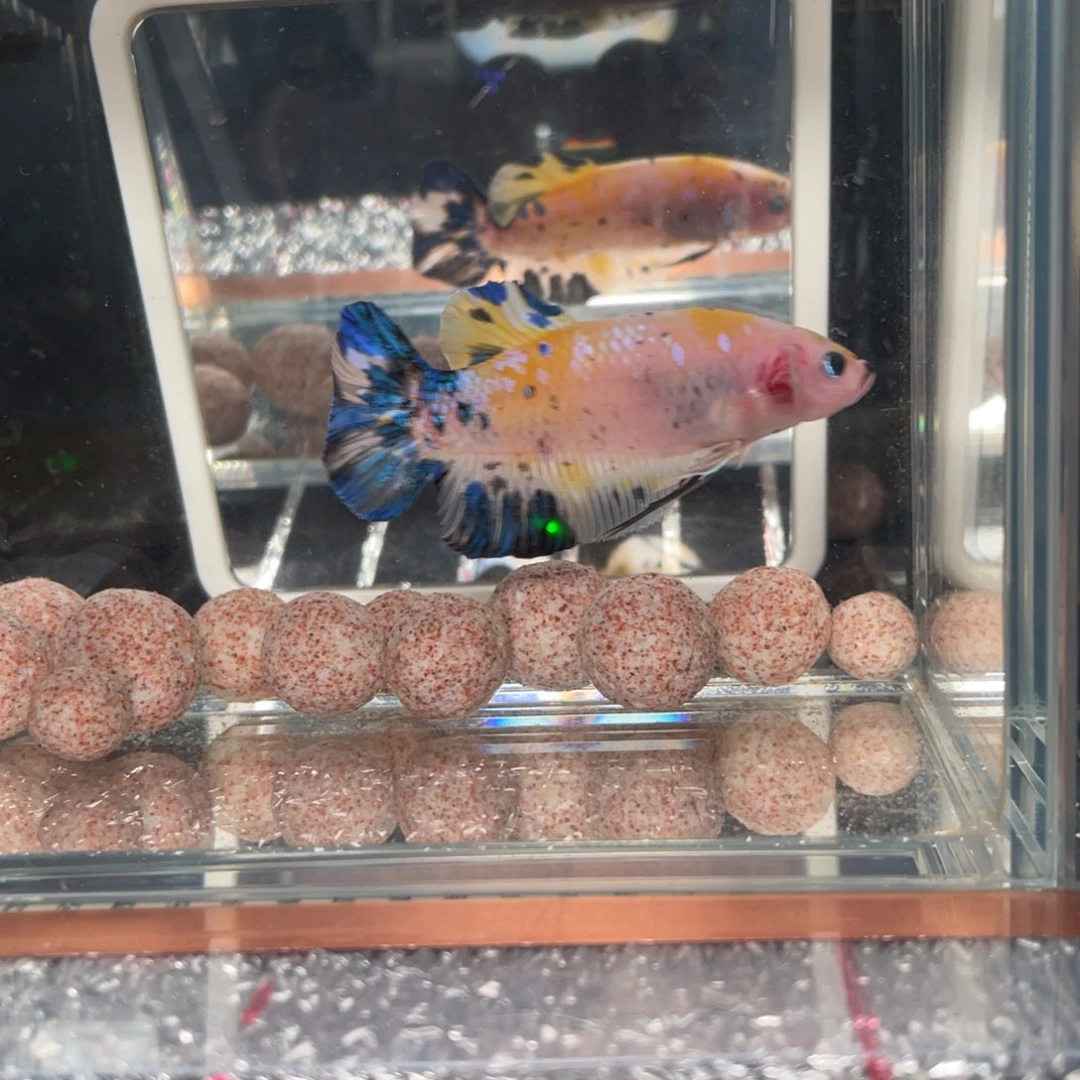斗鱼1.4 巨斗 095