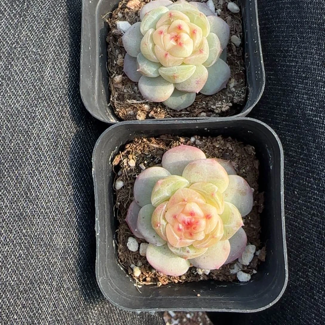 小卡拉米糖心一物一拍