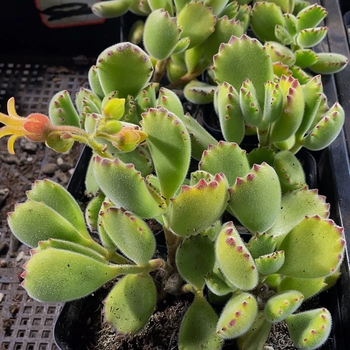 大绿熊到盆土发货