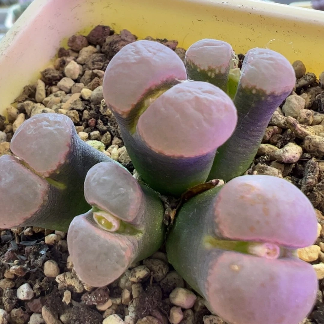 纳米比亚大型粉窗饭风铃