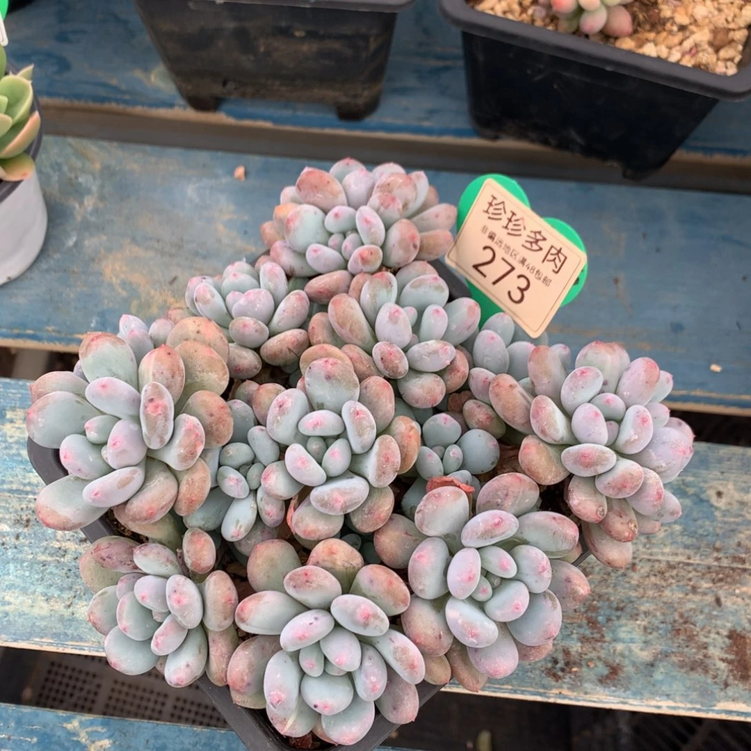 香香雪老桩无砍平头273