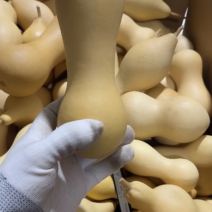 春****云葫芦啊啊啊啊啊