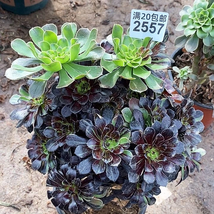 2557 一颗水墨丹青法师