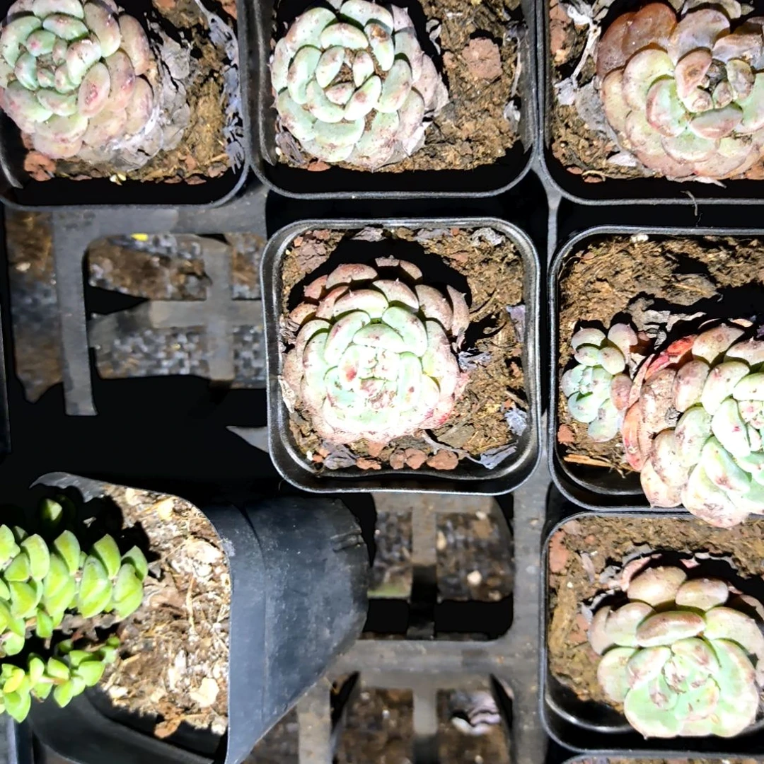 满6元包邮，月阁杂