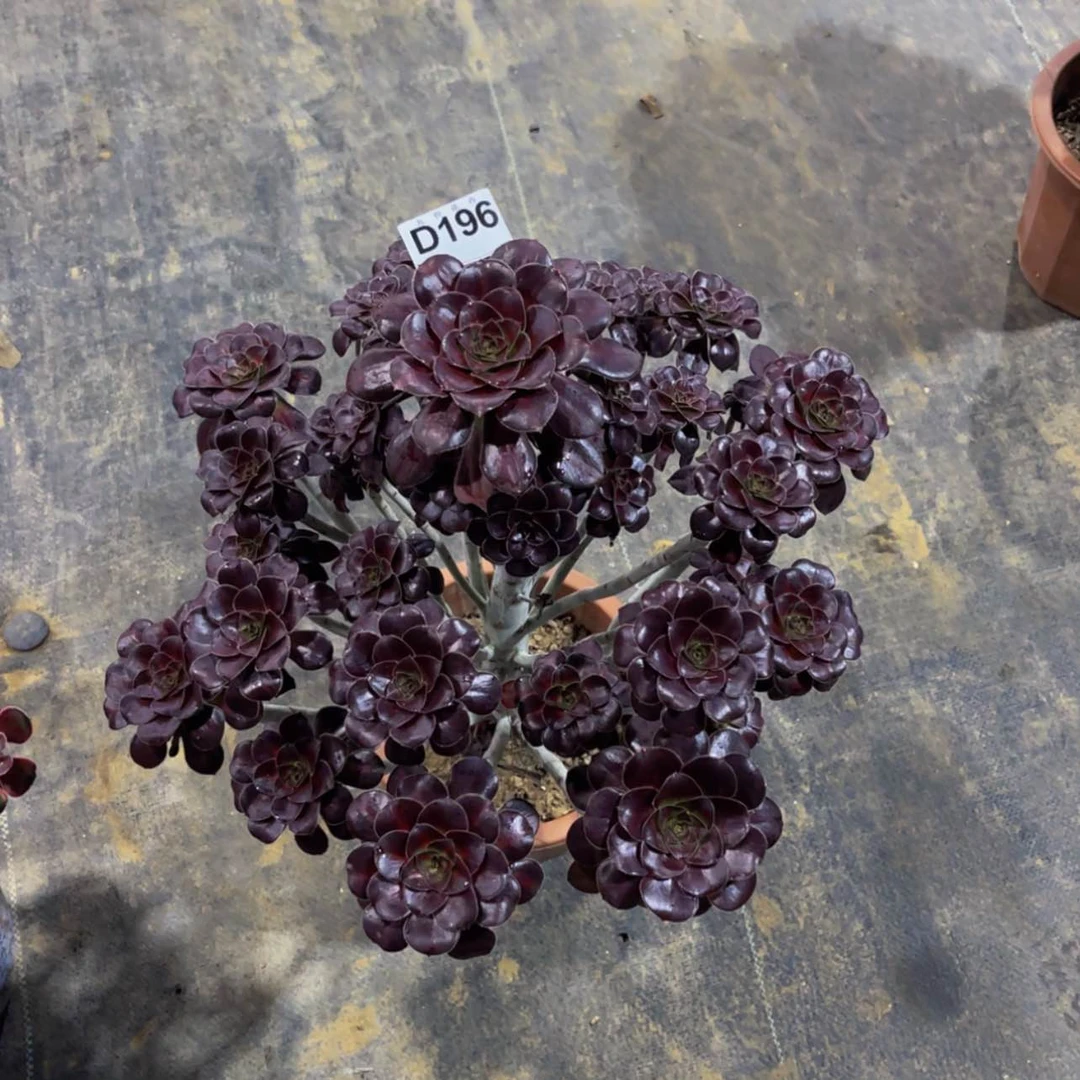 【闪购商品】@****﹌19600