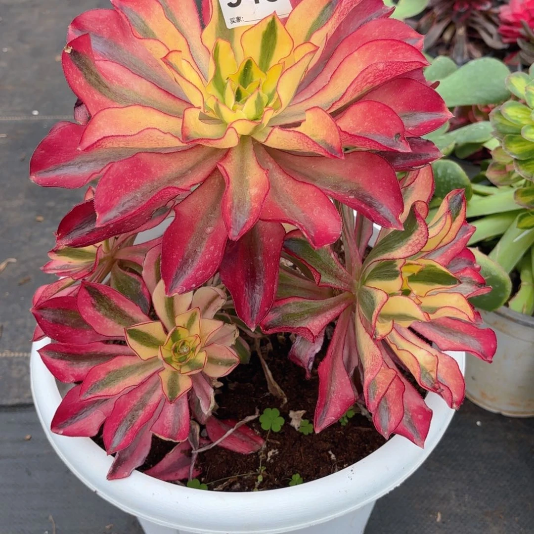 家***子123  948多肉法师