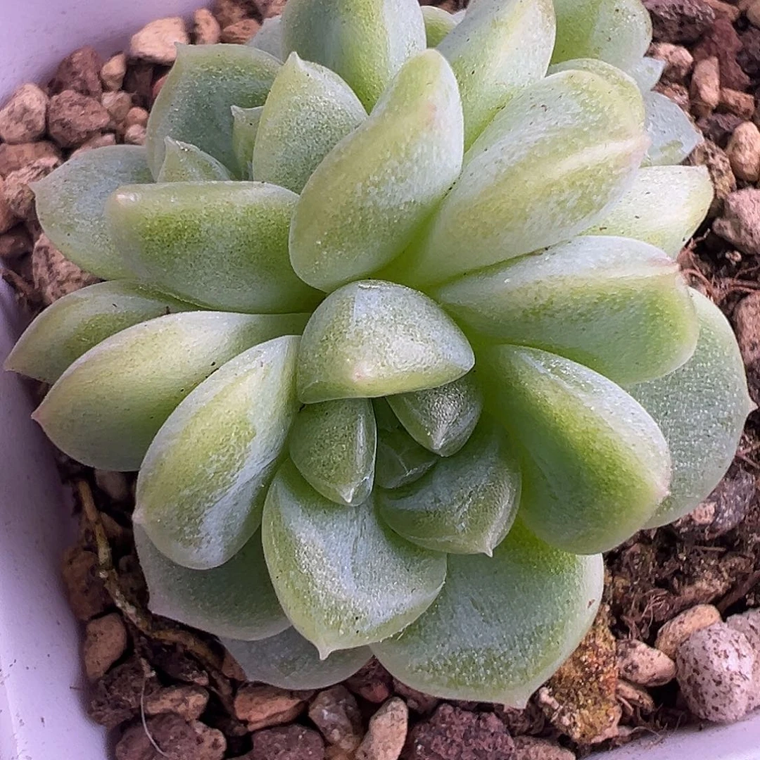 财富9。      三头