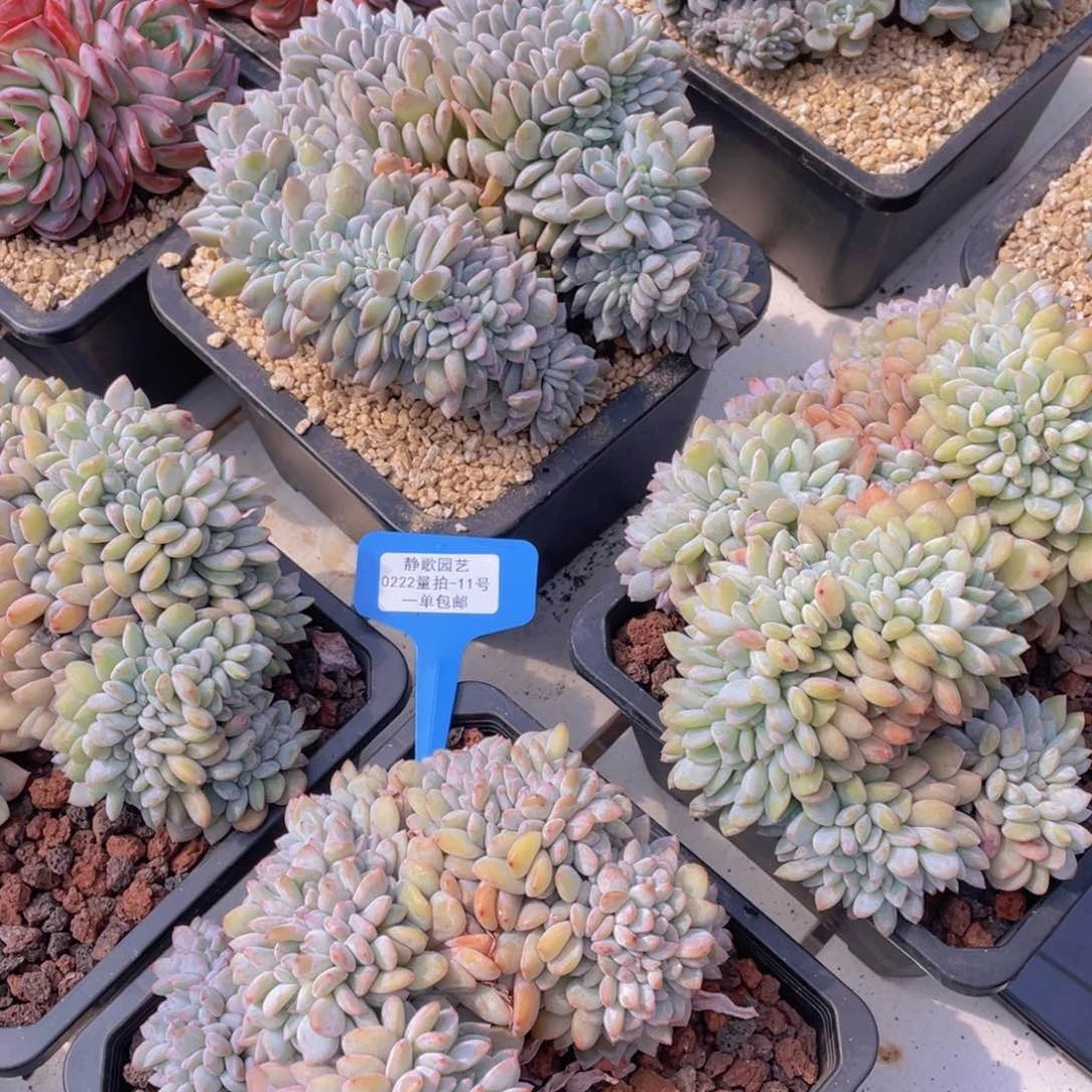 0222-11-梦露缀化一颗