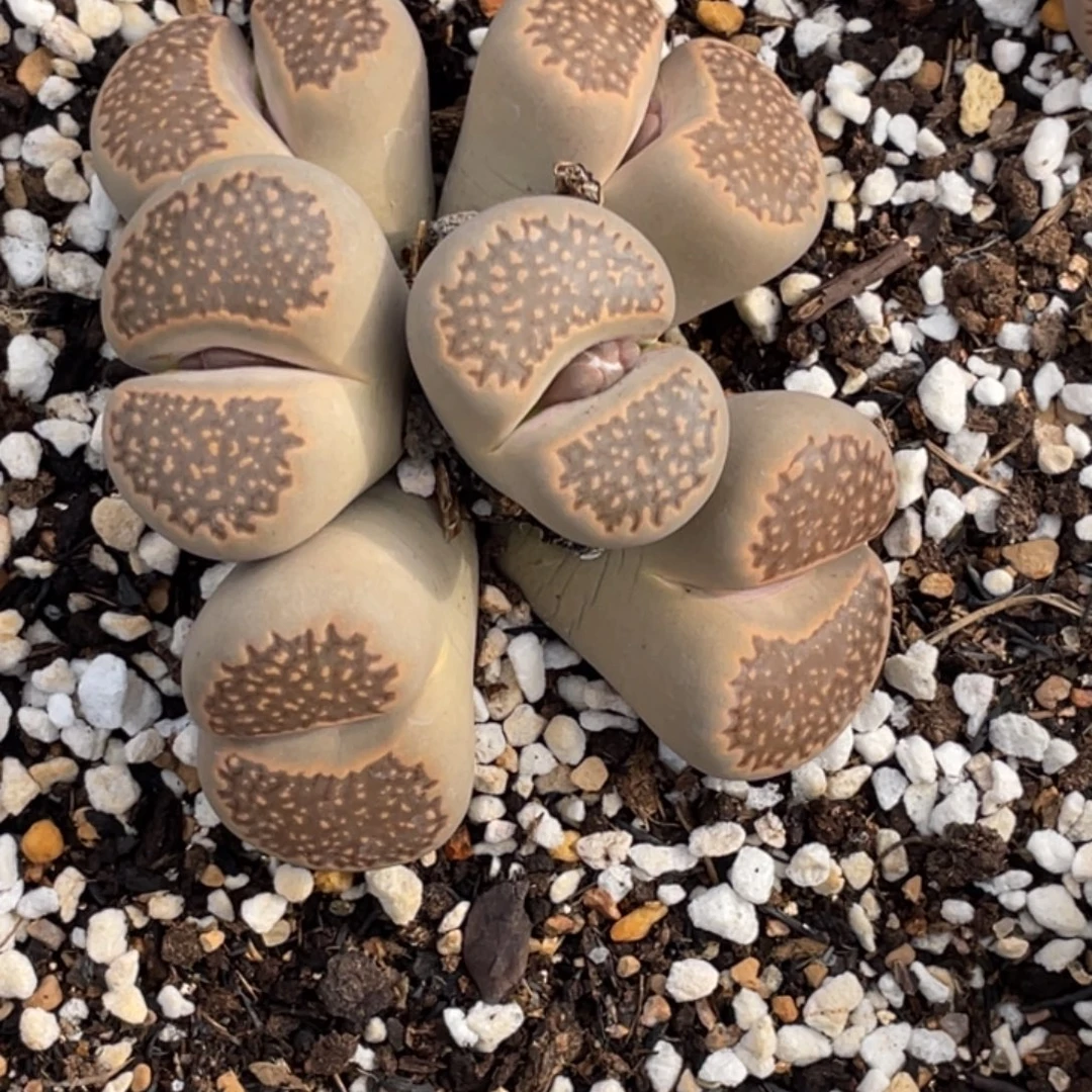 非偏远满20包邮526