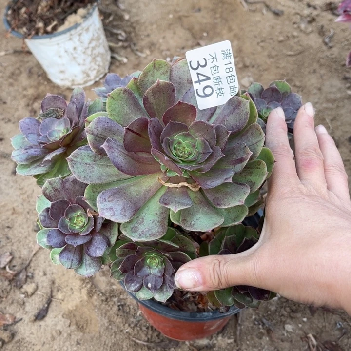 349沙拉碗手捧1号棚