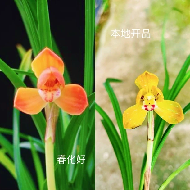 春兰名品【朱金荷】超美色花