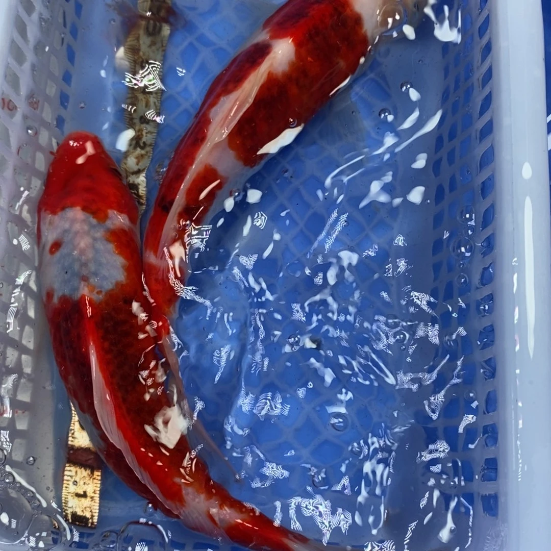 锦鲤冷水锦鲤包邮