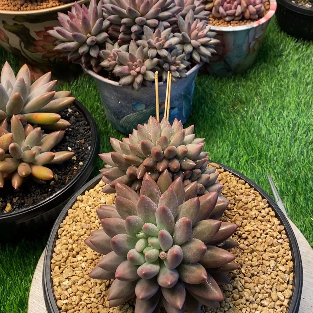 红蜻蜓实生缀化多肉