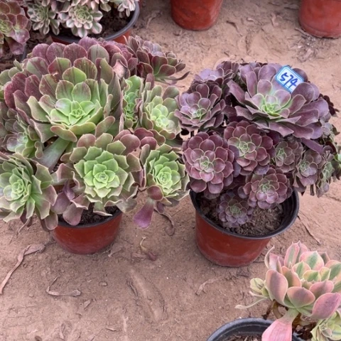 574多肉植物组合，