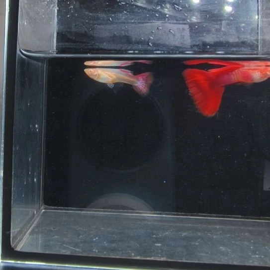 孔雀鱼蛇纹红尾一对