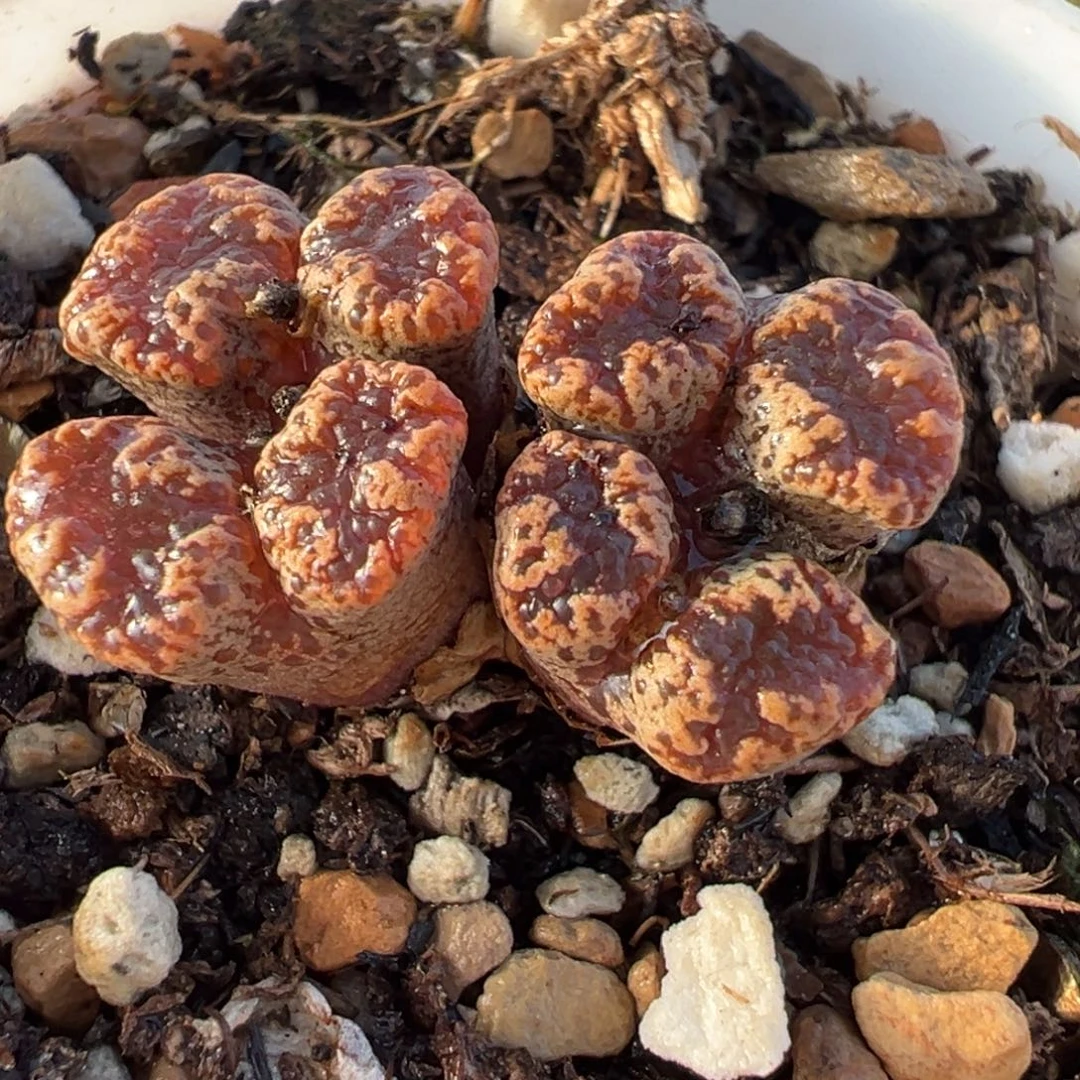 025多肉植物种类多样