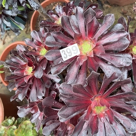 花***卉多肉植物一个花那399