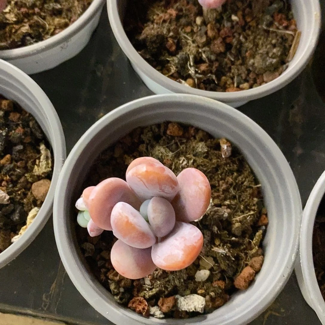 团。雪美人。福利多多