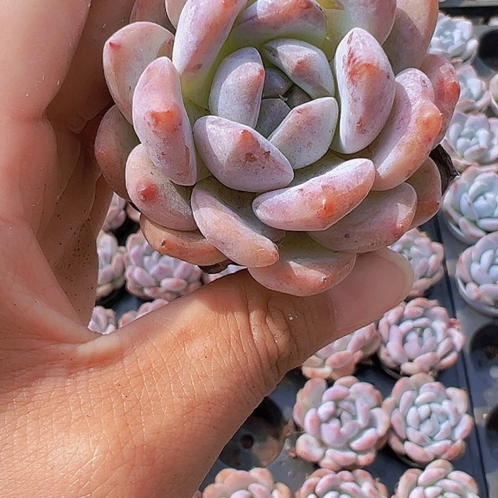 5厘米盆雪橙2盆19包邮