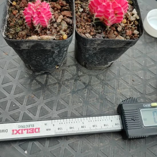 晓***雄实生肋骨牡丹带盆发货