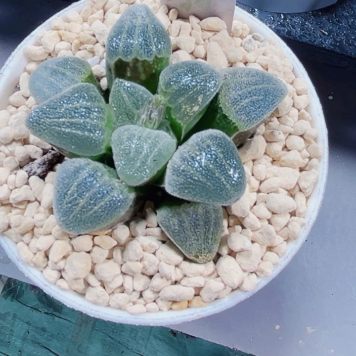 白瓷多肉植物66666