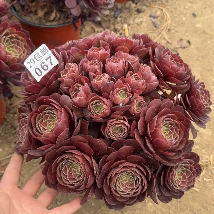 黑魔……多肉植物……