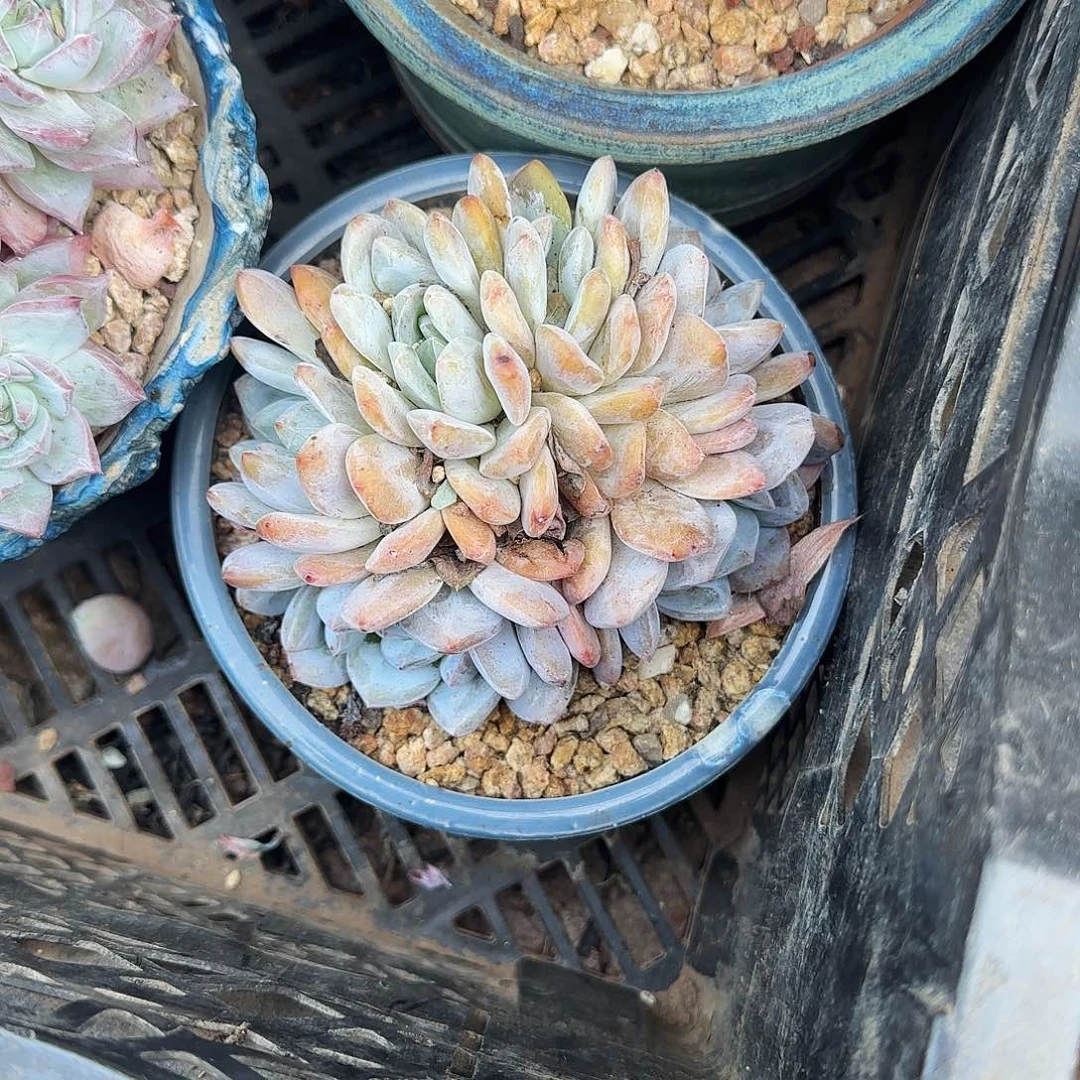 6头石榴子朵朵缀化