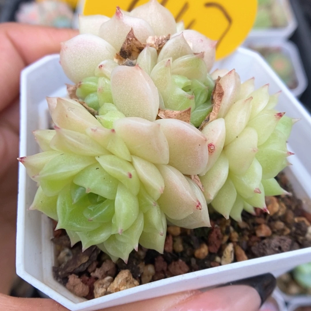 橘柚麦秆群生447号