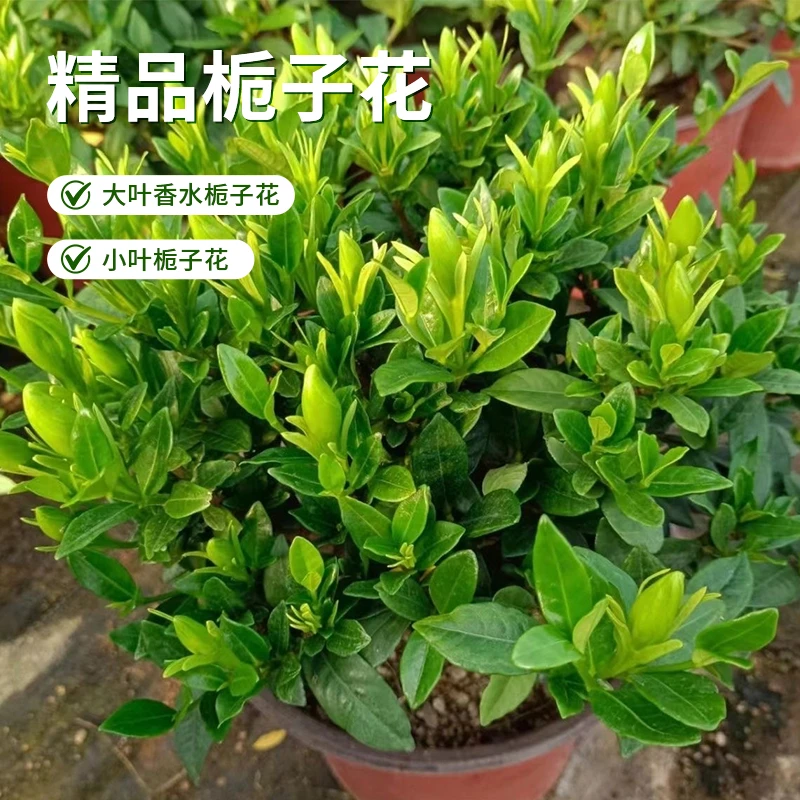 独杆小叶栀子花盆栽四季开花带花苞浓香好养室内绿植